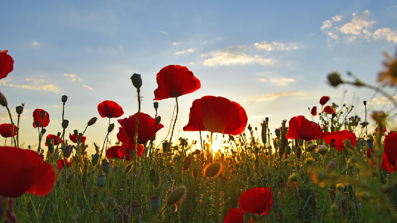 Messaggio del 25 aprile 2026